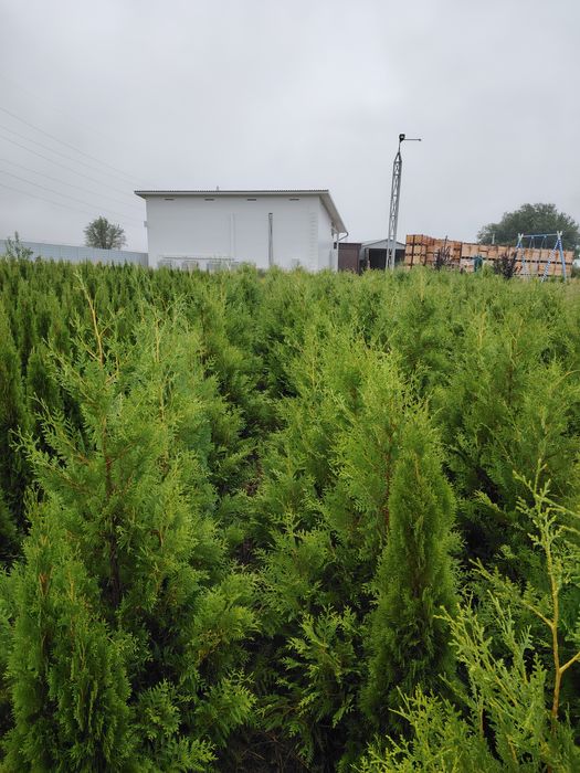 Туя Брабант Смаракт