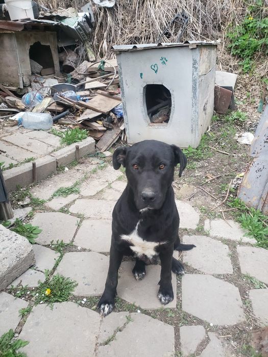 Приму корм в помощь