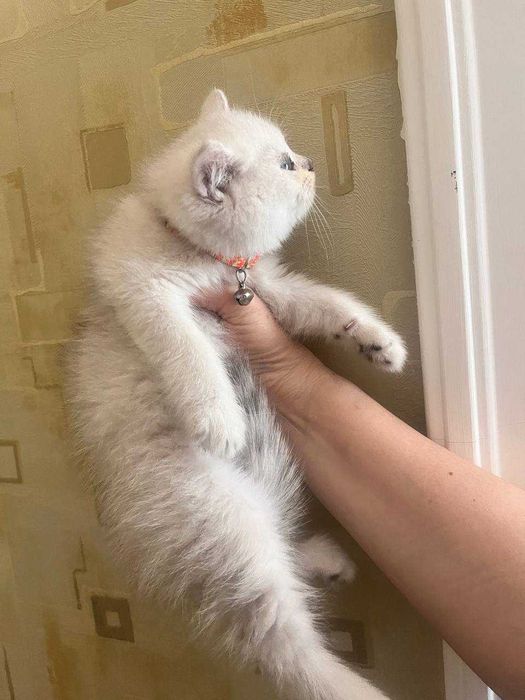 kotyata winwili 2 maljika i odna devojka 2 mesyaza