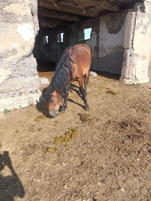 Продам Құнан, далада күйі жақсы