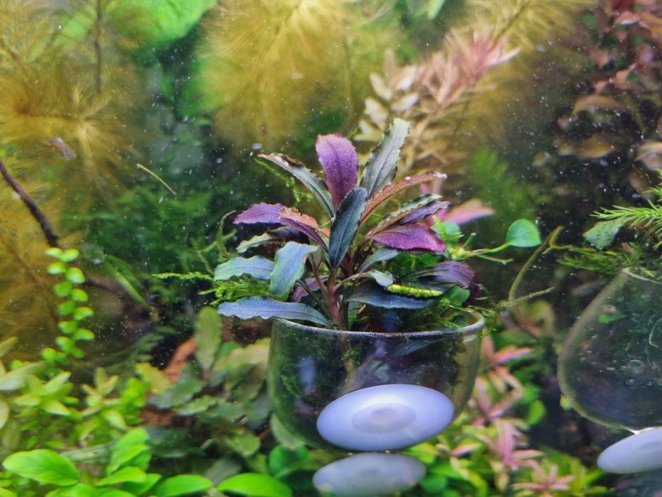 Продам растения для аквариума.