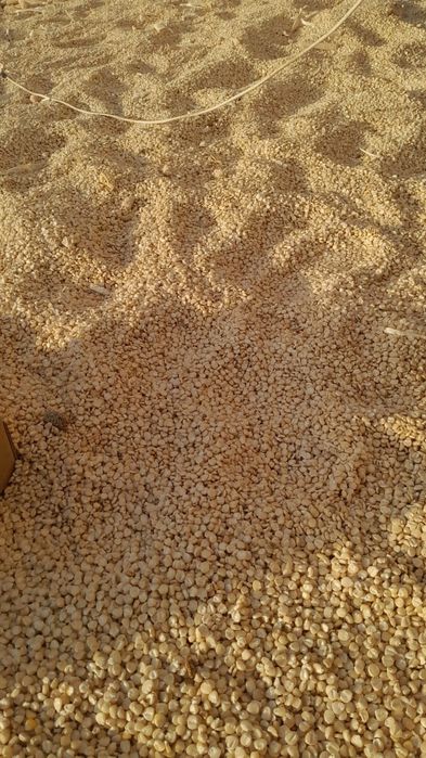 Ақ жүгері Көжеге