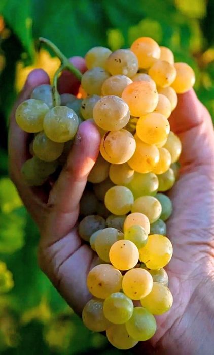 Dud alb/ negru. Mosmon zmeura mur afini diverse soiuri