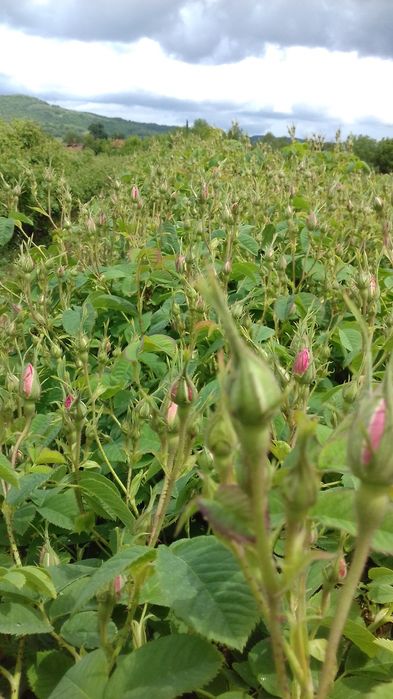 Разсад маслодайна роза. Документи!!!