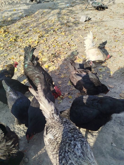 Qora shaxzoda va yaponcha sotiladi