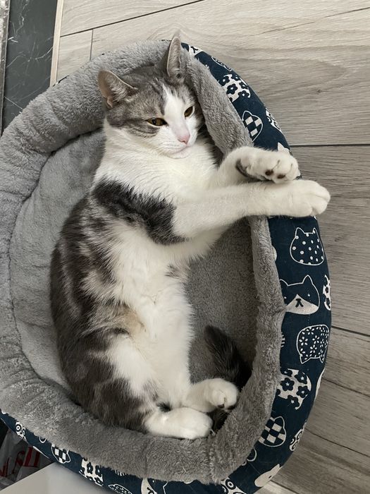 В добрые руки домашний котик