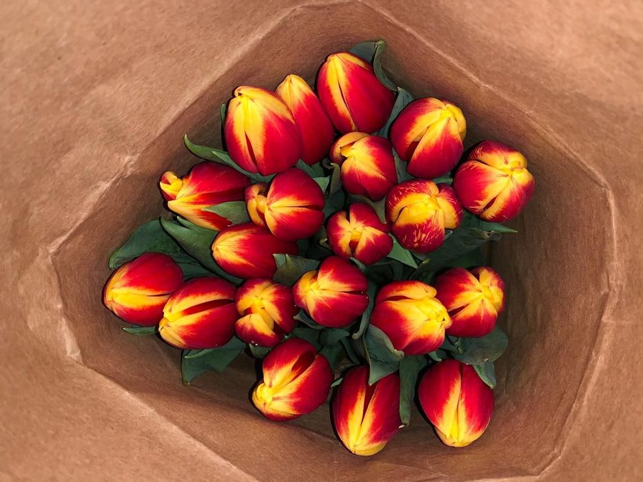 Голландские тюльпаны оптом и в розницу.