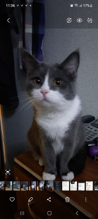 Продается чистокровный скотиш страйт