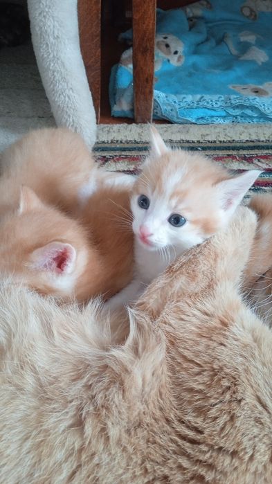 Отдам котят в добрые руки