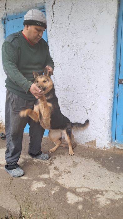 Немецкая овчарка