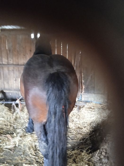 Vanz armăsar de4 ani