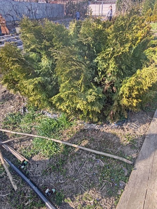 Vând tuia columnaris și smaragd  120 -250 cm!