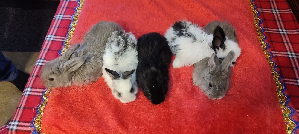 Маленькие симпатичные кролики