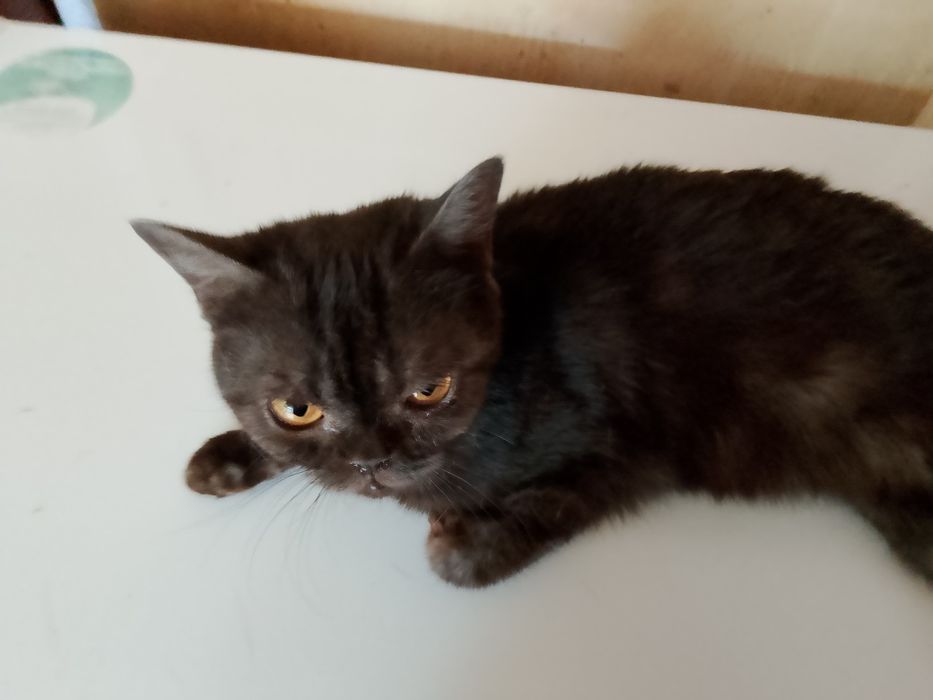 Срочно отдам.кошечку британку