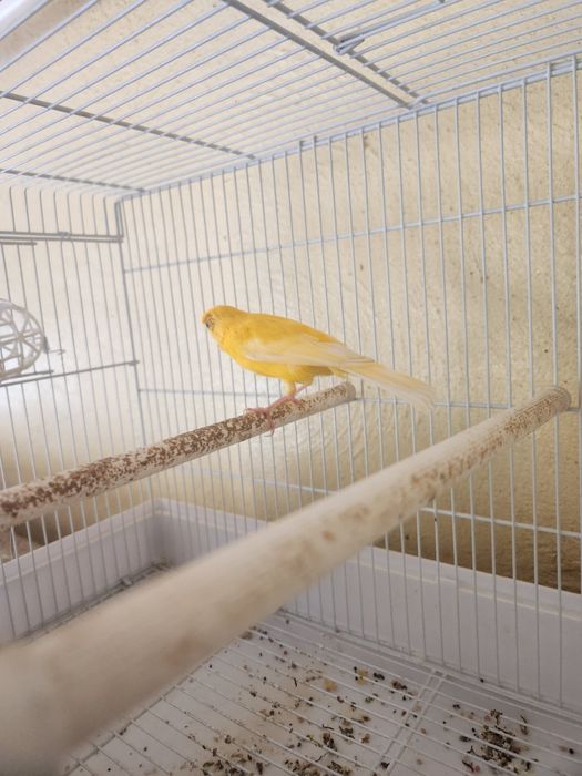 Велосипед 3 вида и канарейка