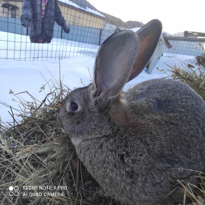 Продам Кроликов Шиншилла-фландер