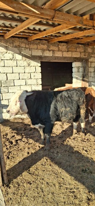 Сиыр Бұқа 1.5жас сатылады