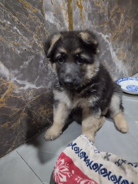 Продам шенка немецкой овчарки