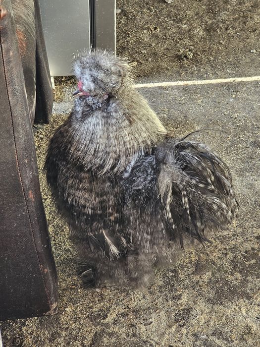 Moțată olandeză,Brahma,Mătase japoneză