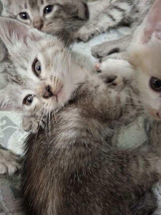 Отдам котят в добрые руки