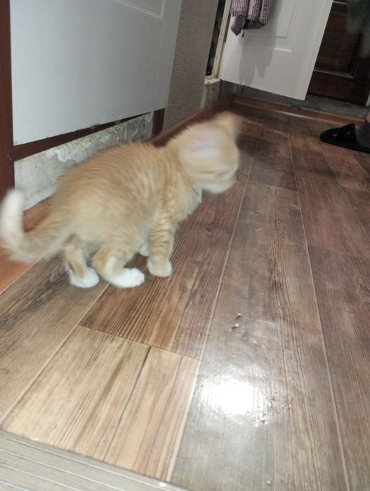 Отдам котят даром