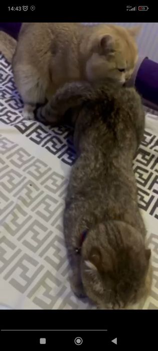 Золотистий шиншилла NY12 опитный