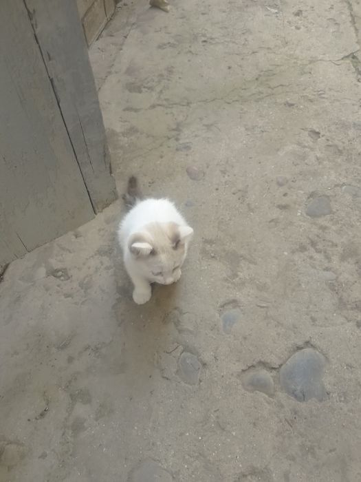 Отдам котят в хорошие руки