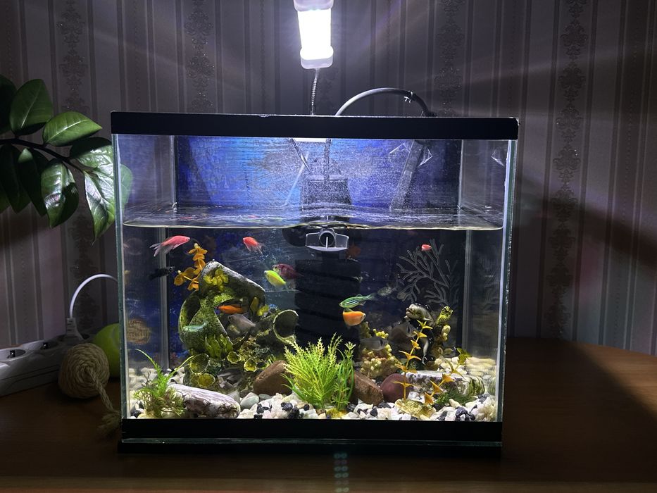 Аквариум с рыбкамм