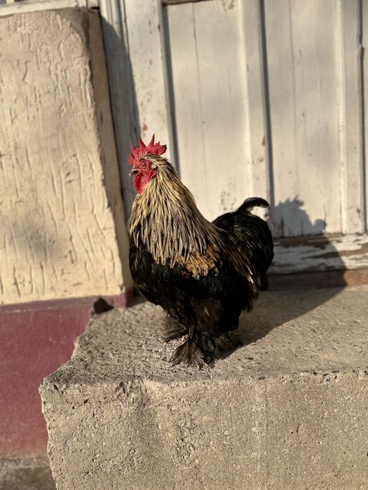 Кохин Карлик пара