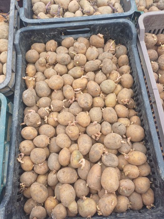 Cartofi de sământă Arizona si Reviera