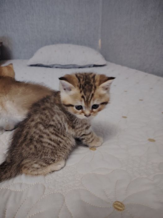 Котята британской шиншиллы