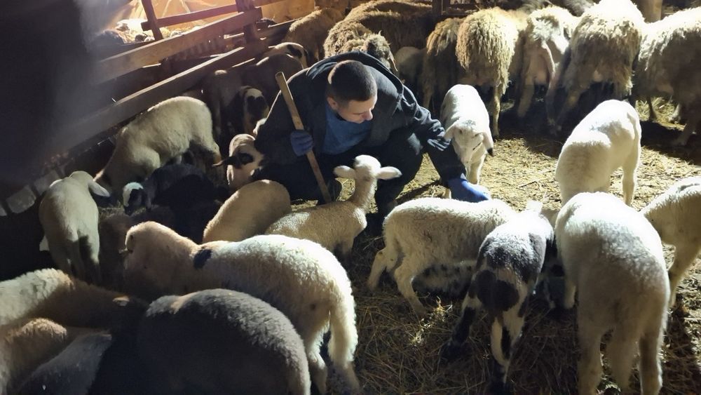 Продавам  агнета шилета овце