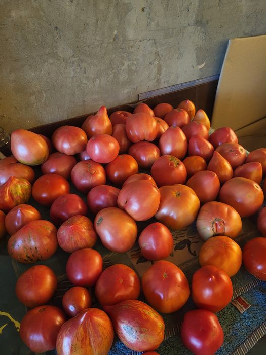 Продам домашние помидоры