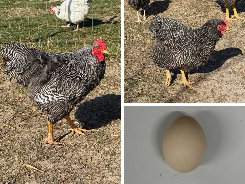 Vând ouă pentru incubat – diferite rase