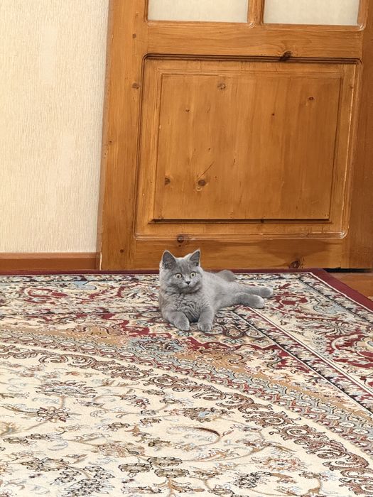 British Shorthair ( Britanskiy )