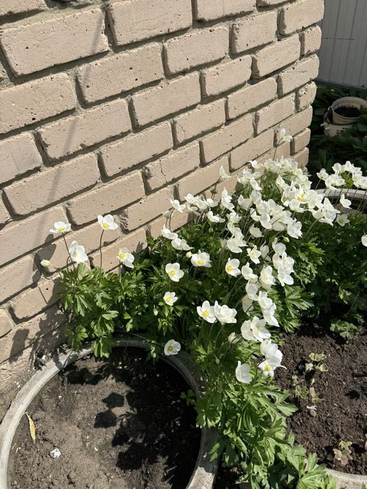 Продам дачу с баней