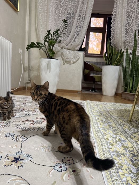 Беньгалская тигр