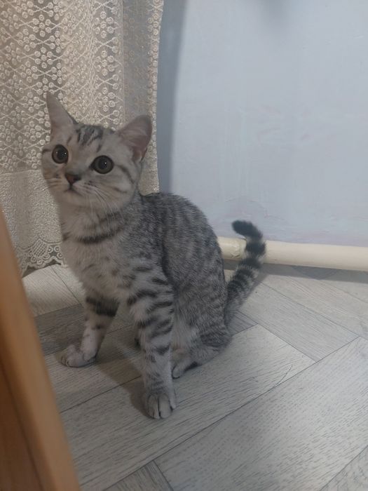 Породистая девочка