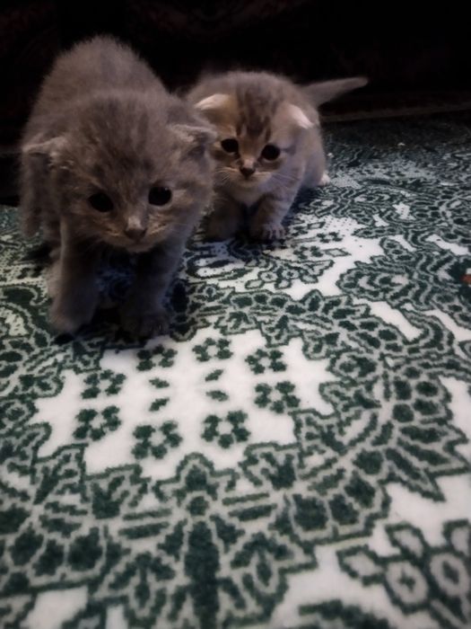 Скоттиш фолд кошечки три девочки один светлый самый мальчик оптом