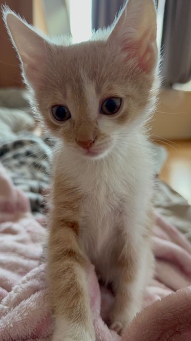 Бебета котета (подарявам)