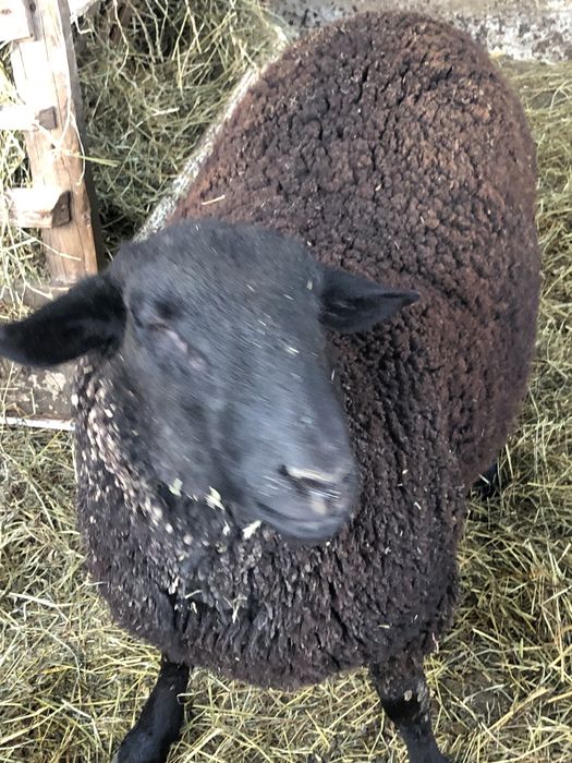 Berbec tinar rasa jura de carne