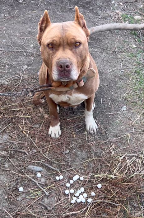 Amerikanskiy Pitbull