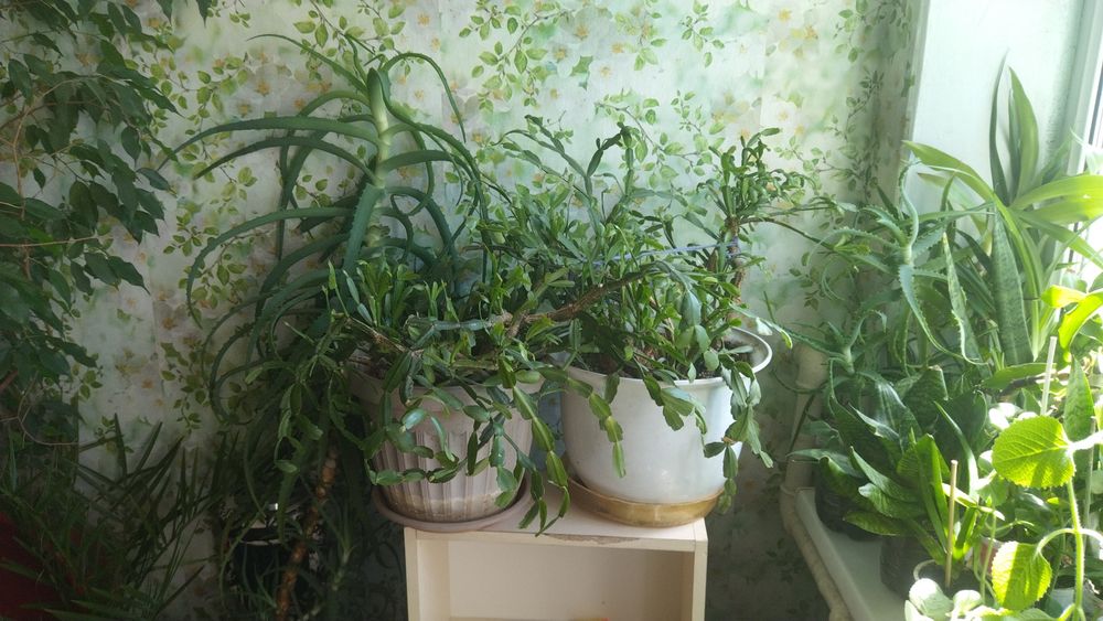 Комнатные растения