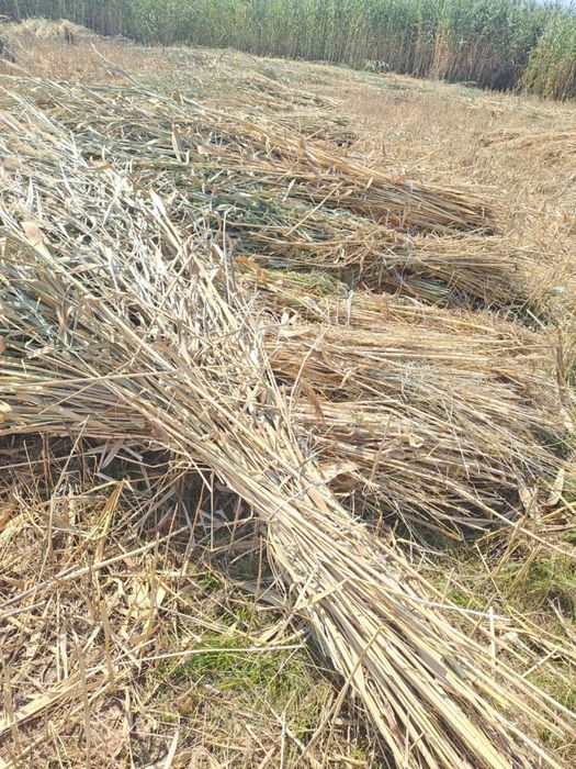 Дайын камыс.         Дайын қамыс.