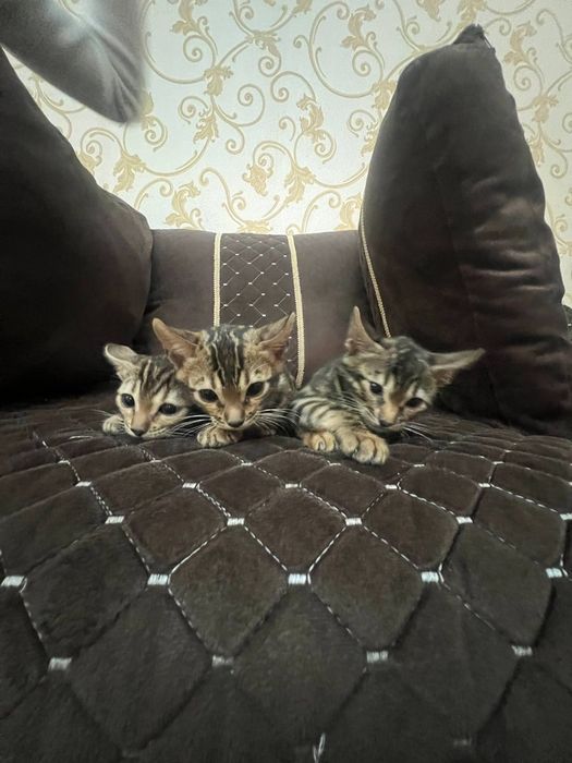 Бенгальскые котята