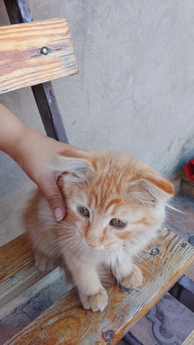Вислоухий котёнок