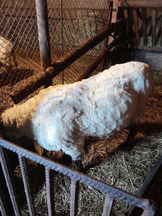 Berbec sí berbecuti Suffolk