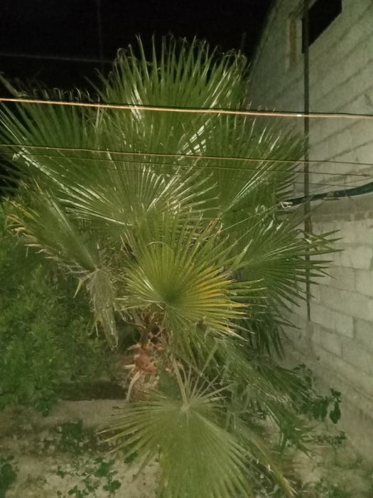 Palma dara ti sotiladi