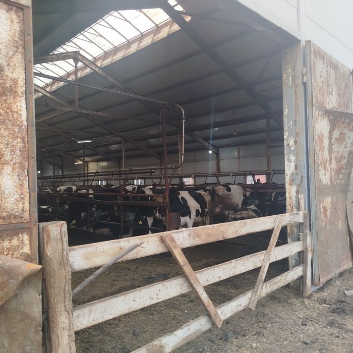 Сут йуналишдаги 5-6-7 ойлик Бугоз гуножинлар 2 ёшликгача