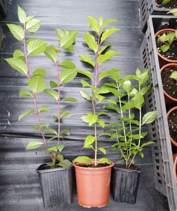 Питомник «Солнечный» растения для сада